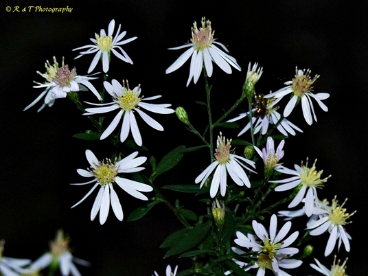 {Symphyotrichum shortii}